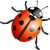 ladybug_50