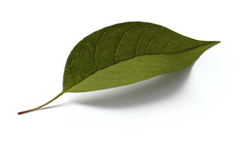 Leaf