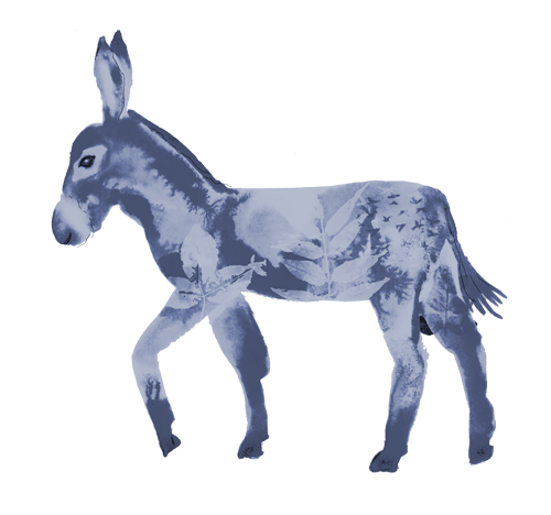 animal-Donkey