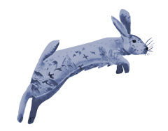 animal-rabbit