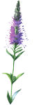 wildflower-2.png