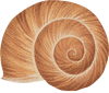 Nature Calm snail