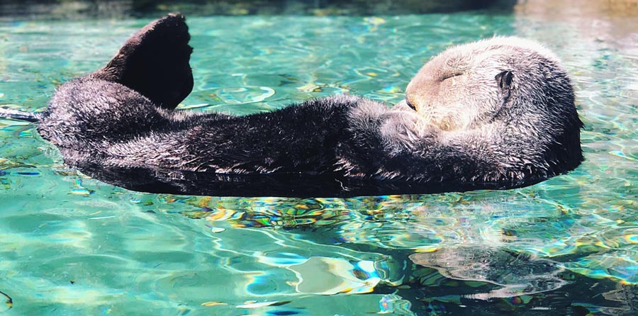 Nature Insight Sea Otter