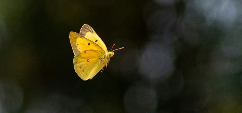 Nature writing examples